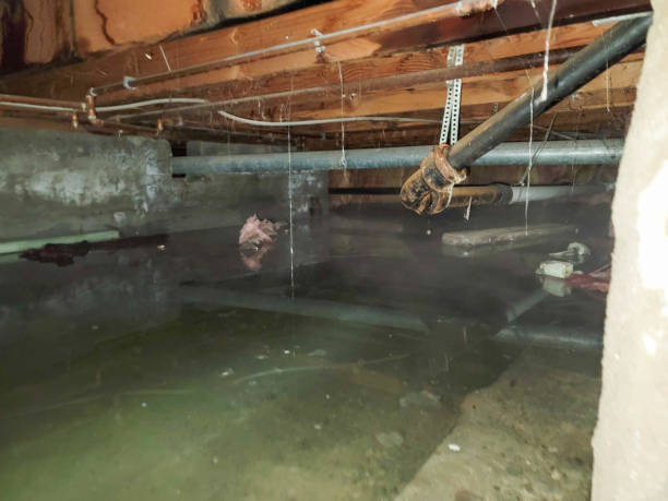 Best Professional water damage repair  in Cape Charles, VA